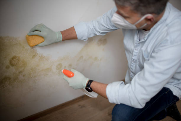 Best Mold Remediation for Specific Building Types in Fanning Springs, FL